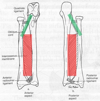 Figure 3 for case Quadrate ligament of elbow ( RID2051 )